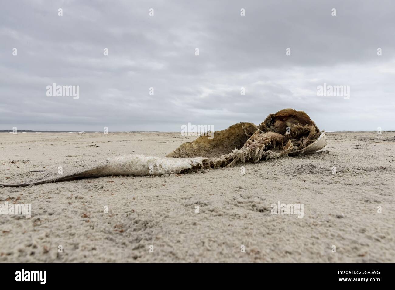 Boney Dead Fish Carcus On A Sandy Beach Stock Photo - Alamy