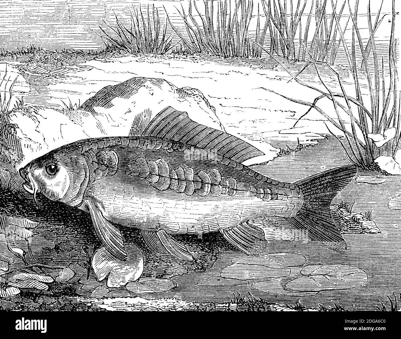 Specularis Black and White Stock Photos & Images - Alamy