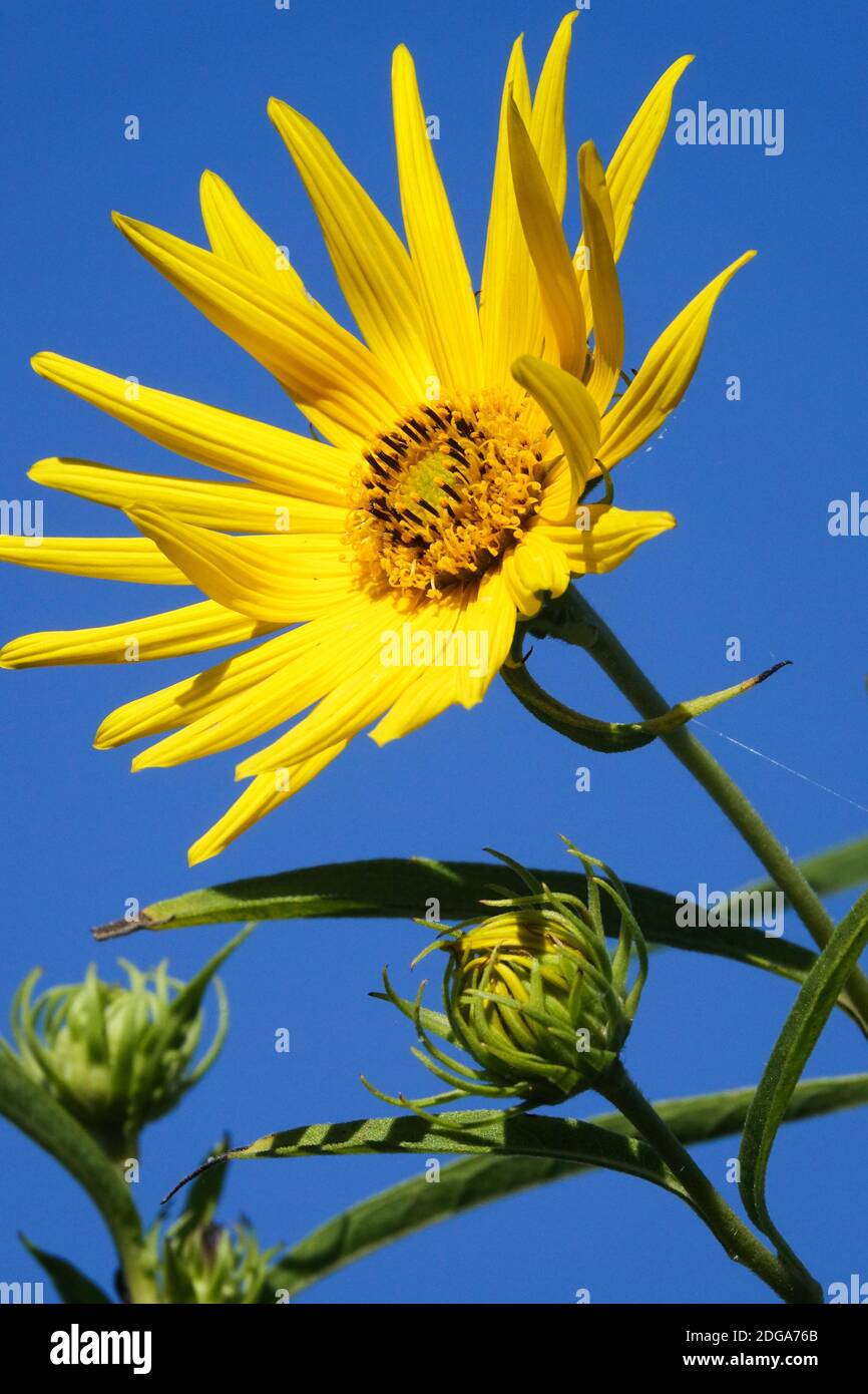 Sawtooth Sunflower Helianthus grosseserratus Stock Photo