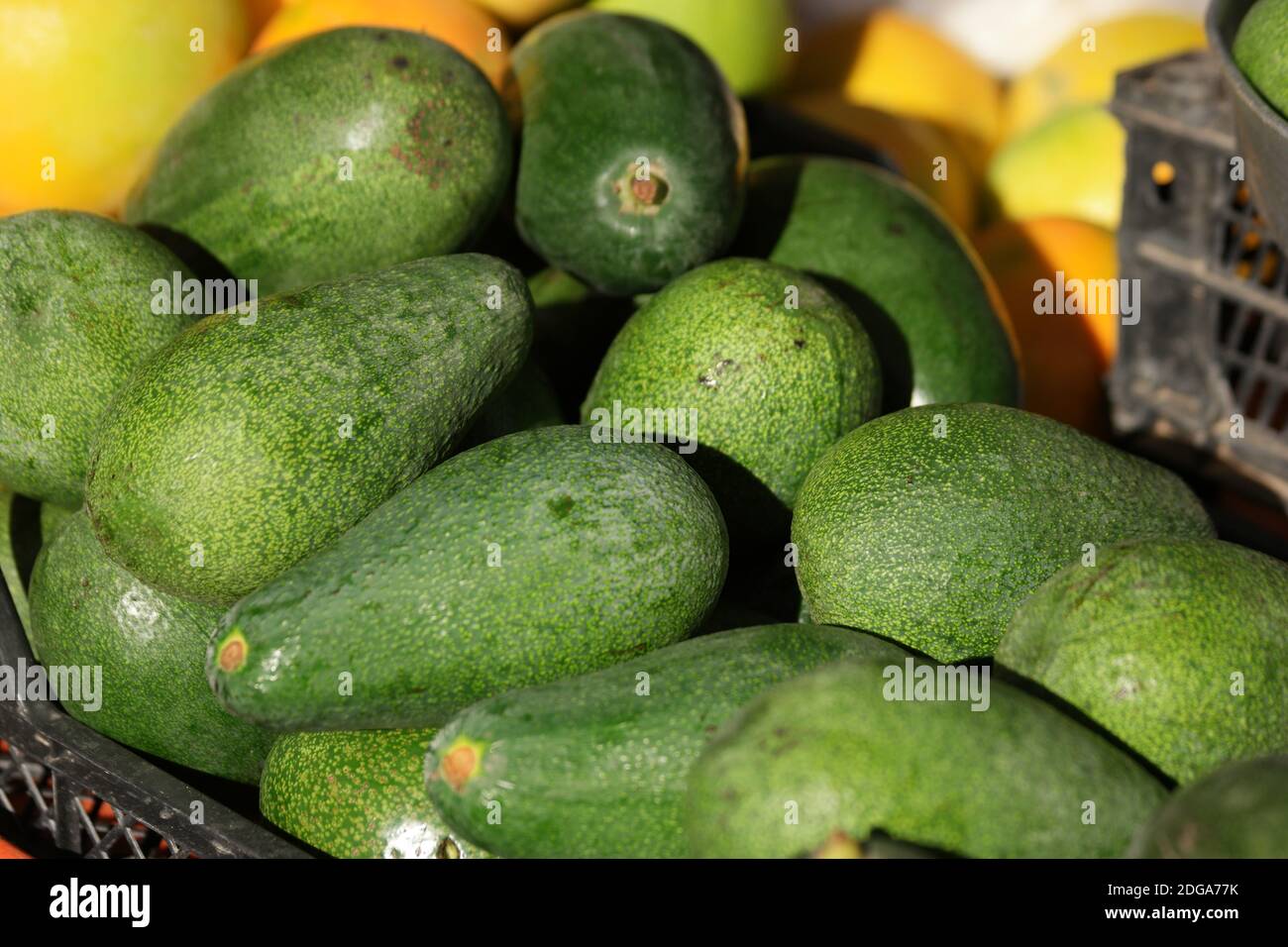 Fresh green avocados on sale at street market Stock Photo Alamy