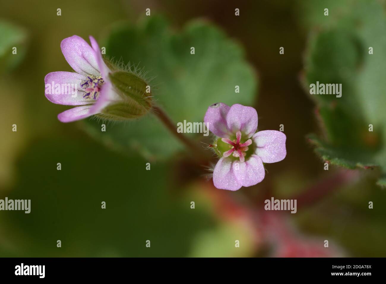 Macro photograph of a wild flower of the Geranium rotundifolium species, with microscopic dimensions that do not exceed half a centimeter. Stock Photo