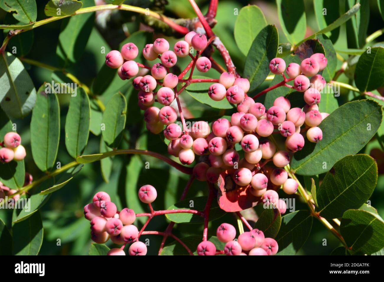 pink-berries-on-sorbus-pseudohupehensis-pink-pagoda-rowan-tree-grown