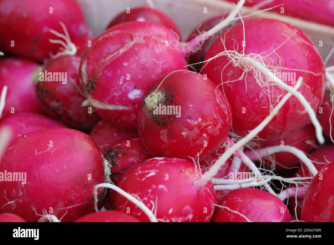 Radishes Ripe Pile of fresh ripe radishes close up Stock Photo - Alamy