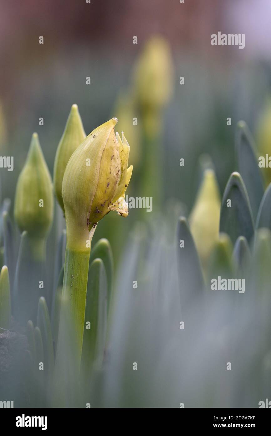 Buds of Narcissus flowers (Narcissus) is a genus of the family Amaryllidaceae, plants and is native to Europe. Stock Photo