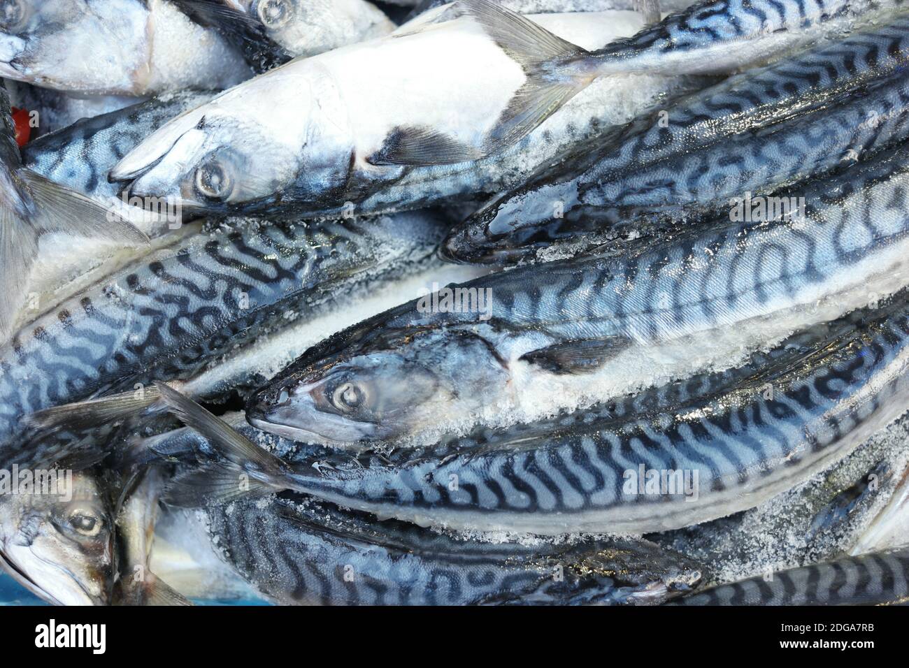 Frozen mackerel fish at seafood market Stock Photo Alamy