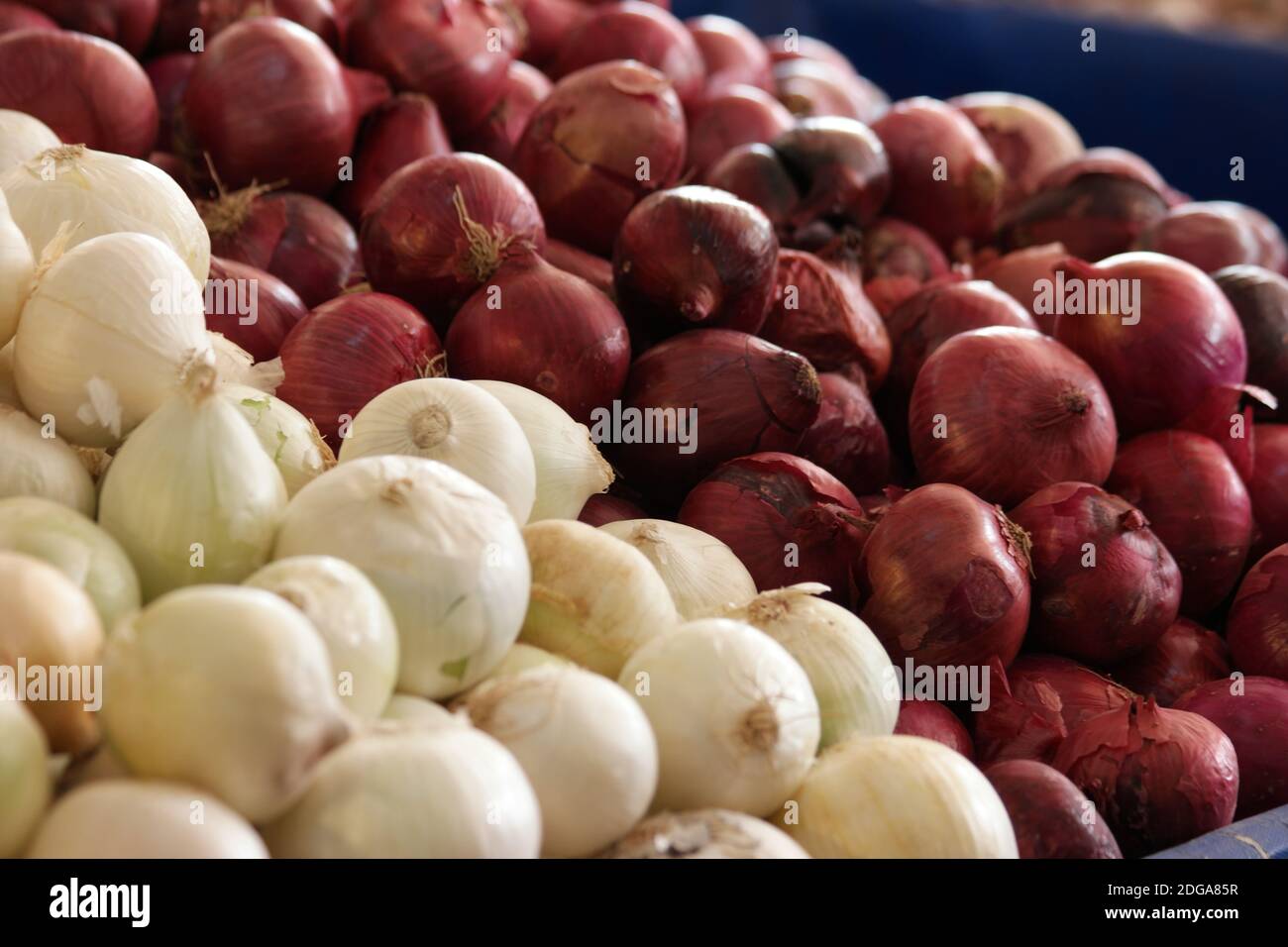 Yellow big onions hi-res stock photography and images - Alamy