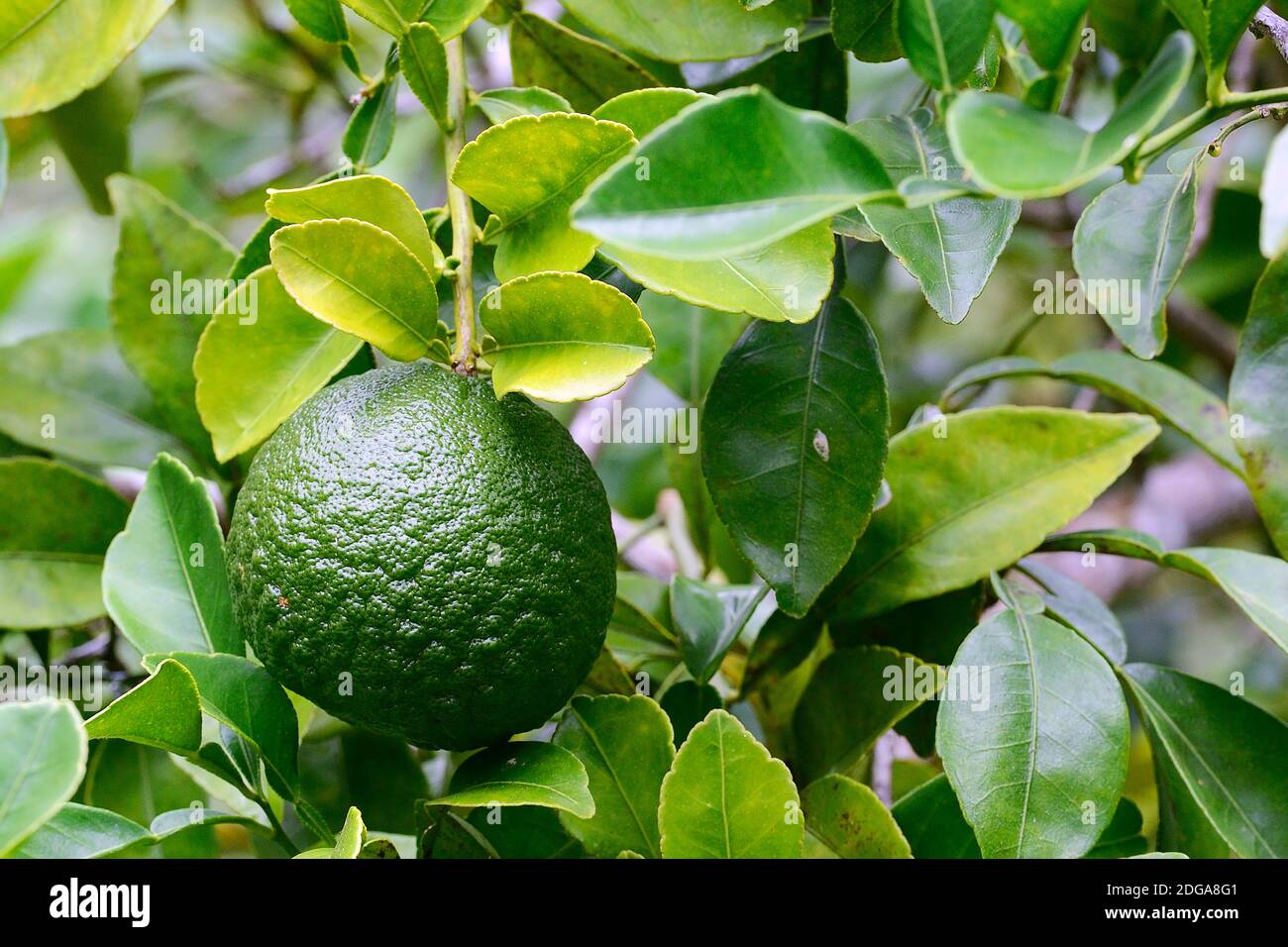 Frucht den Rauhschalenorange (Citrus spc.) , Seltenheit, Insel Mahe, Seychellen Stock Photo