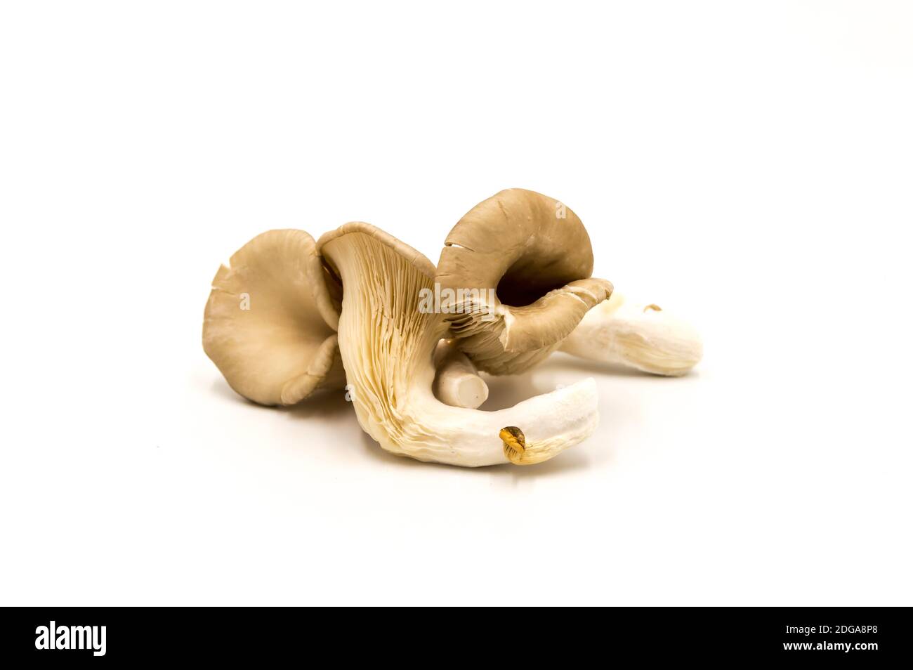 Fresh king oyster mushrooms for cooking vegetarian foods with a high amount of protein. Stock Photo