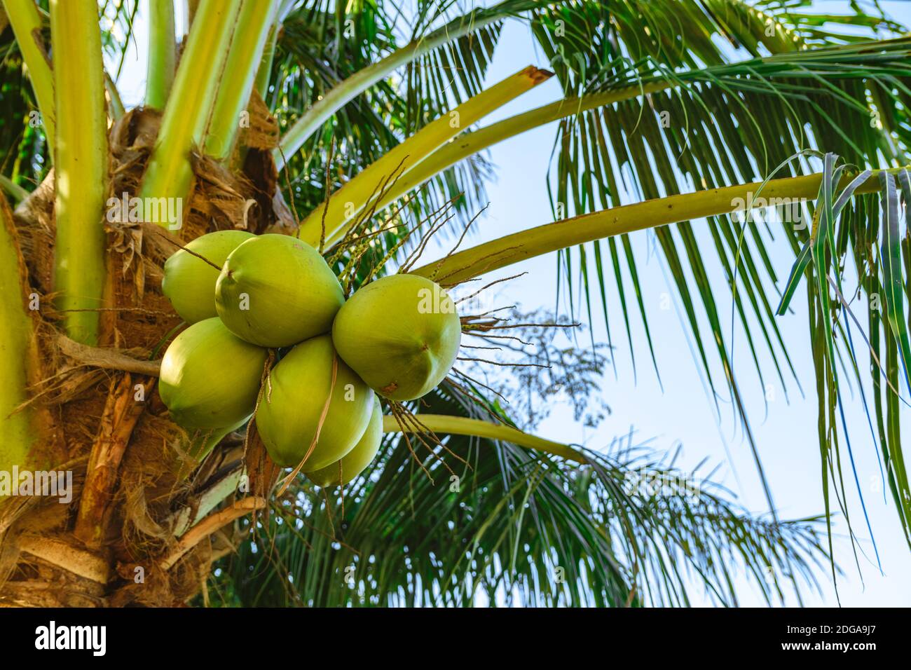 Green raw coconuts on a palm tree bottom view Stock Photo Alamy