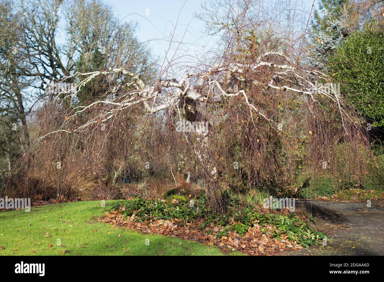 Betula pendula 'Youngii' - Young's weeping birch tree, in winter. Stock Photo