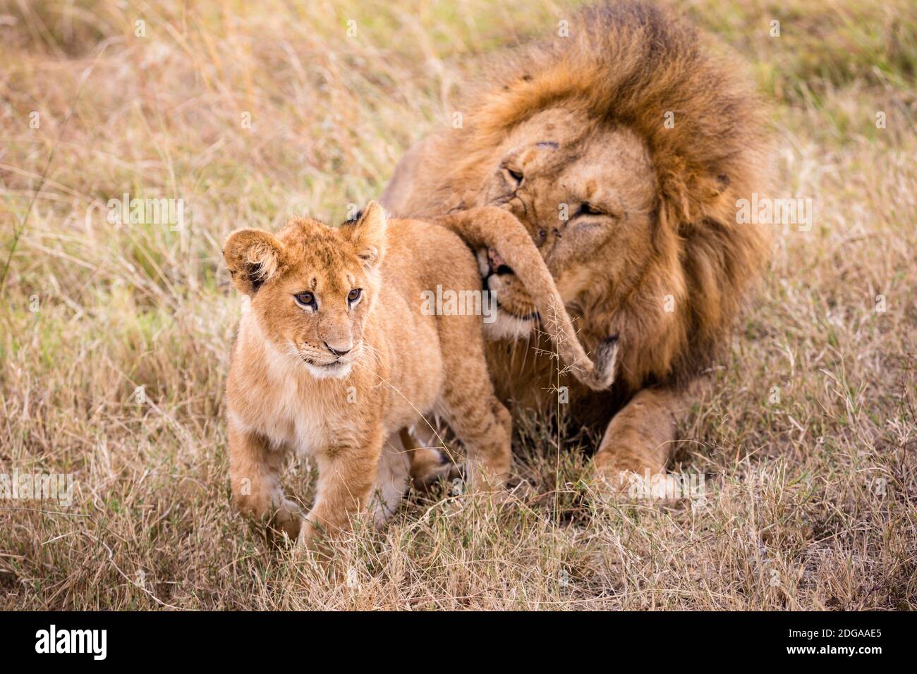 Wildlife Animals At The Maasai Mara National Reserve Park In Narok County, Kenya Stock Photo