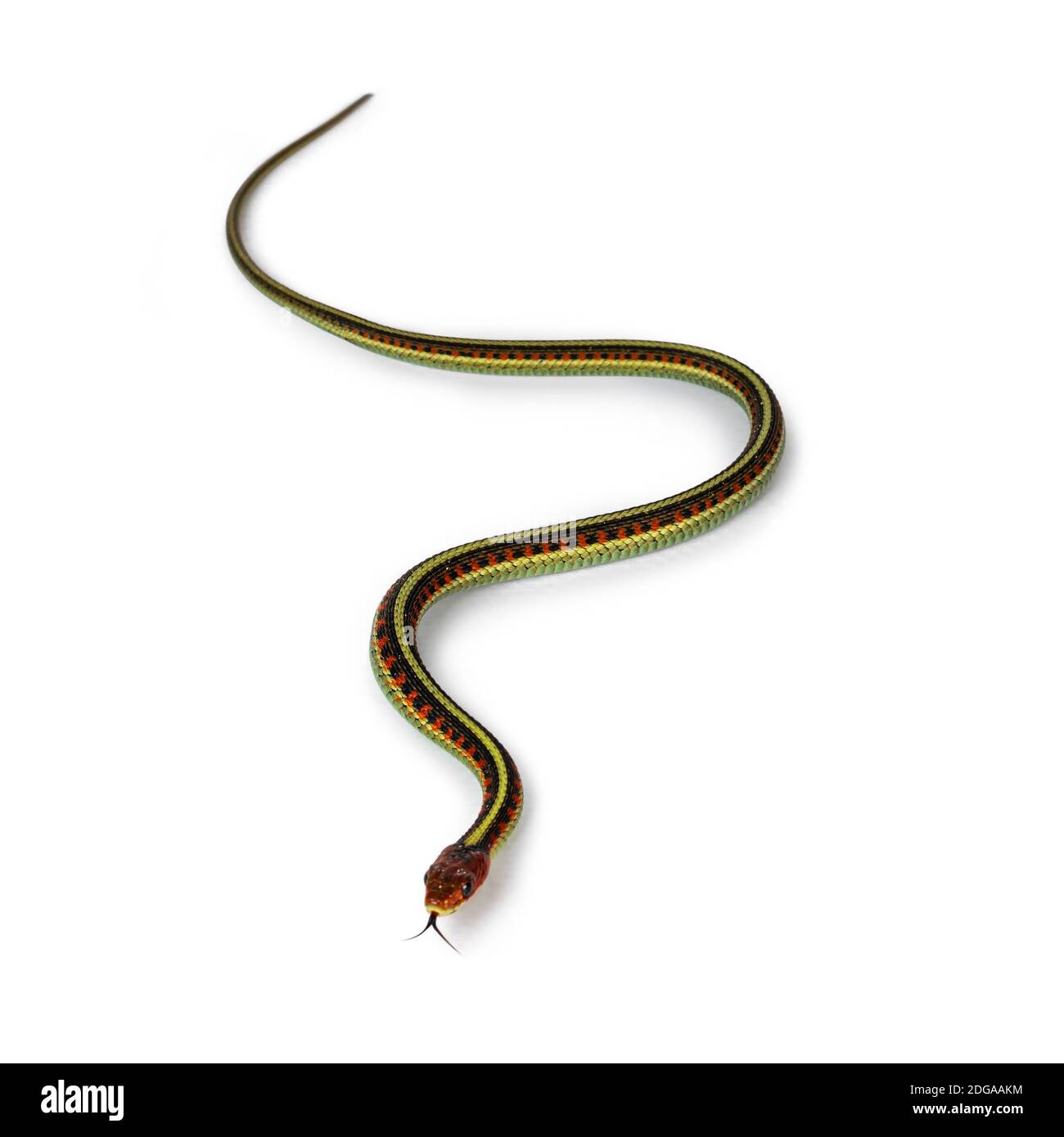 Small Common gartersnake snake aka Thamnophis sirtalis infernalis, isolated on white background. Stock Photo