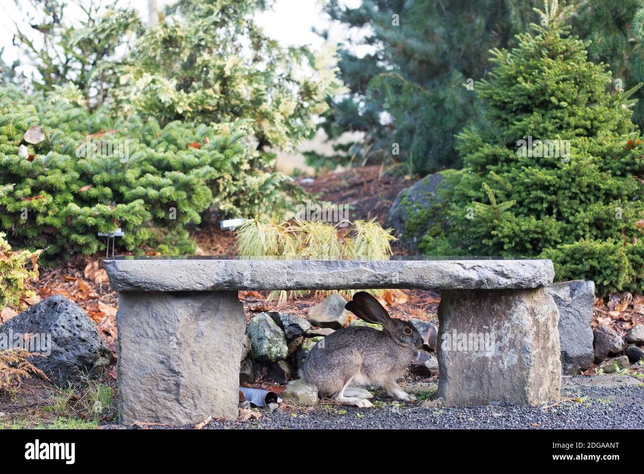 Wild Rabit Oregon Wild Rabbit Garden High Resolution Stock Photography and Images - Alamy