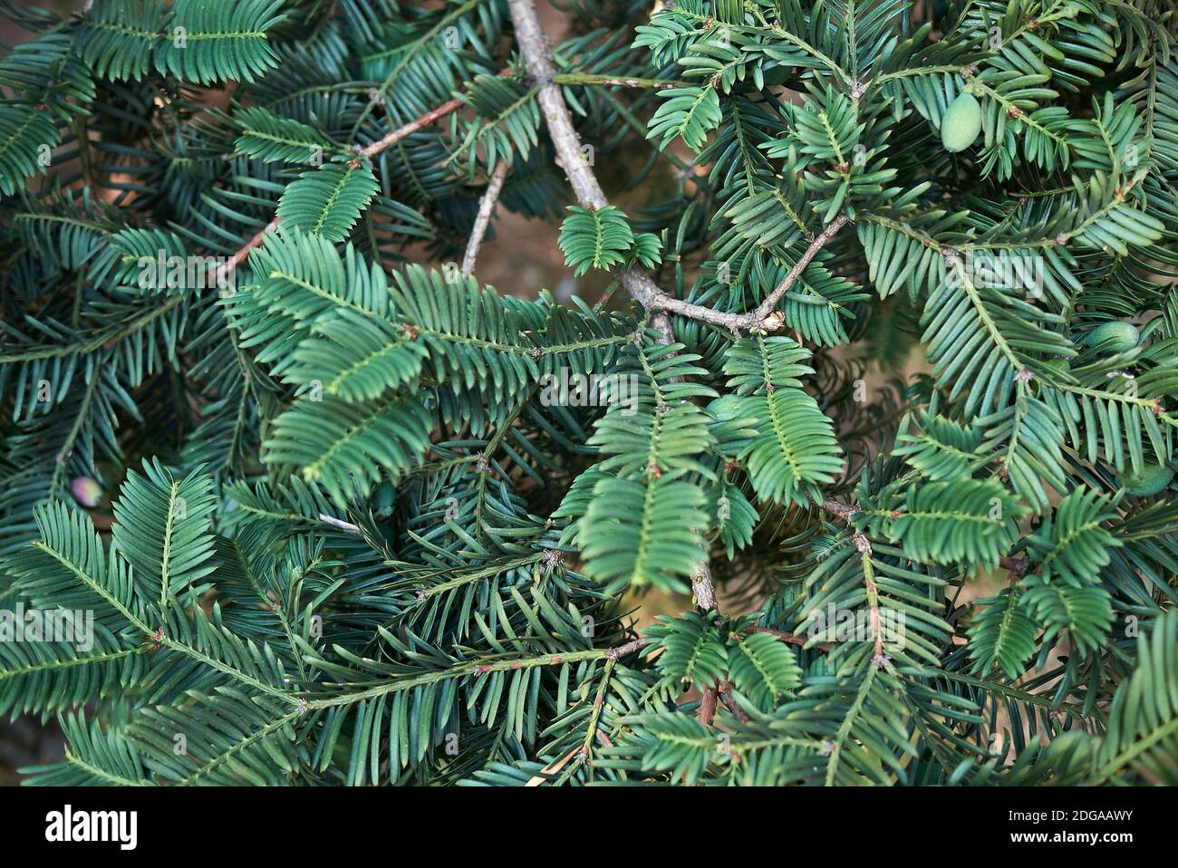 Taxus baccata leaves and seeds Stock Photo