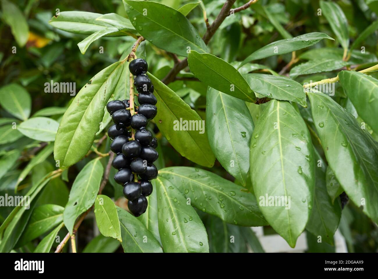 Prunus laurocerasus branch with fruit Stock Photo