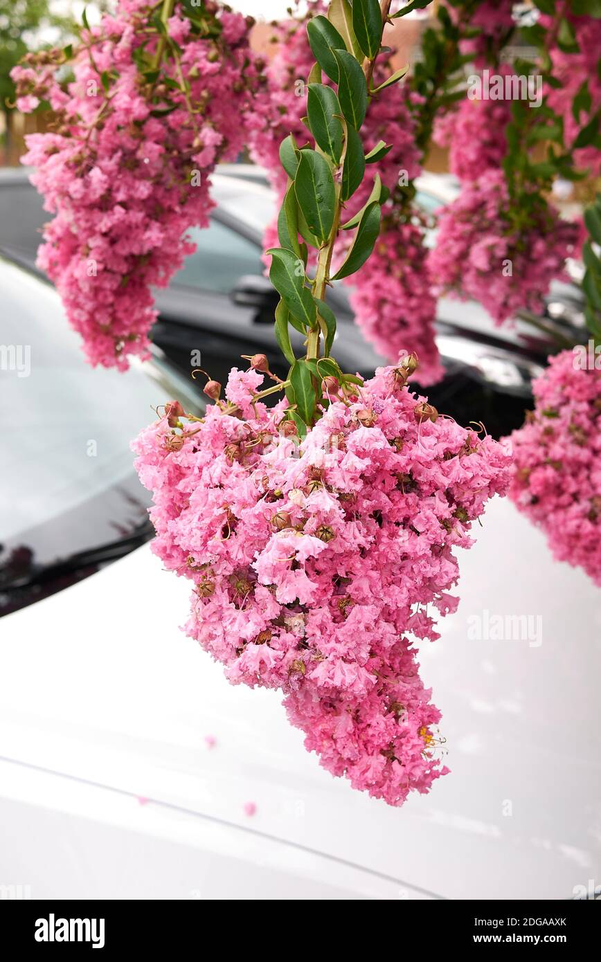 Lagerstroemia indica branch with pink inflorescence Stock Photo - Alamy