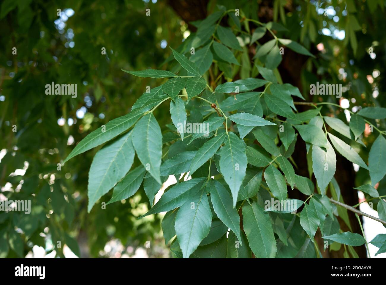 Fraxinus pennsylvanica foliage and fruit Stock Photo