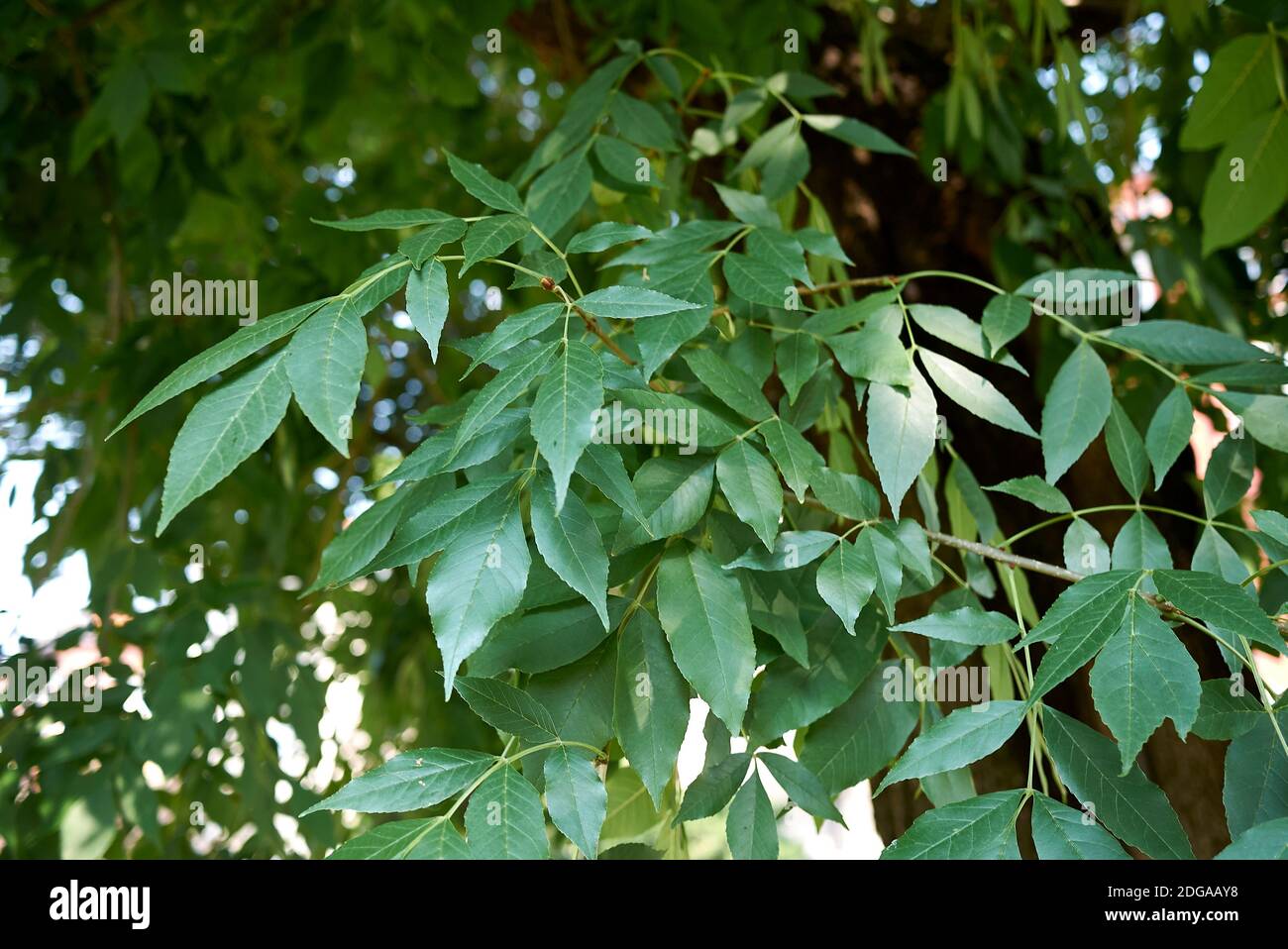Fraxinus pennsylvanica foliage and fruit Stock Photo