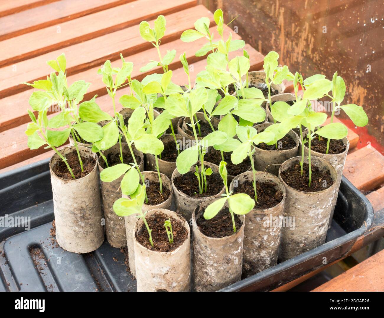 Overwintering sweet pea seedlings sown in toilet roll tubes Stock Photo