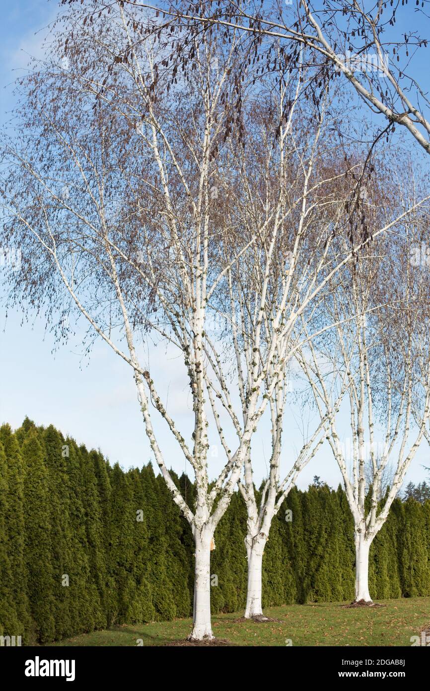 White birch trees in garden hires stock photography and images Alamy
