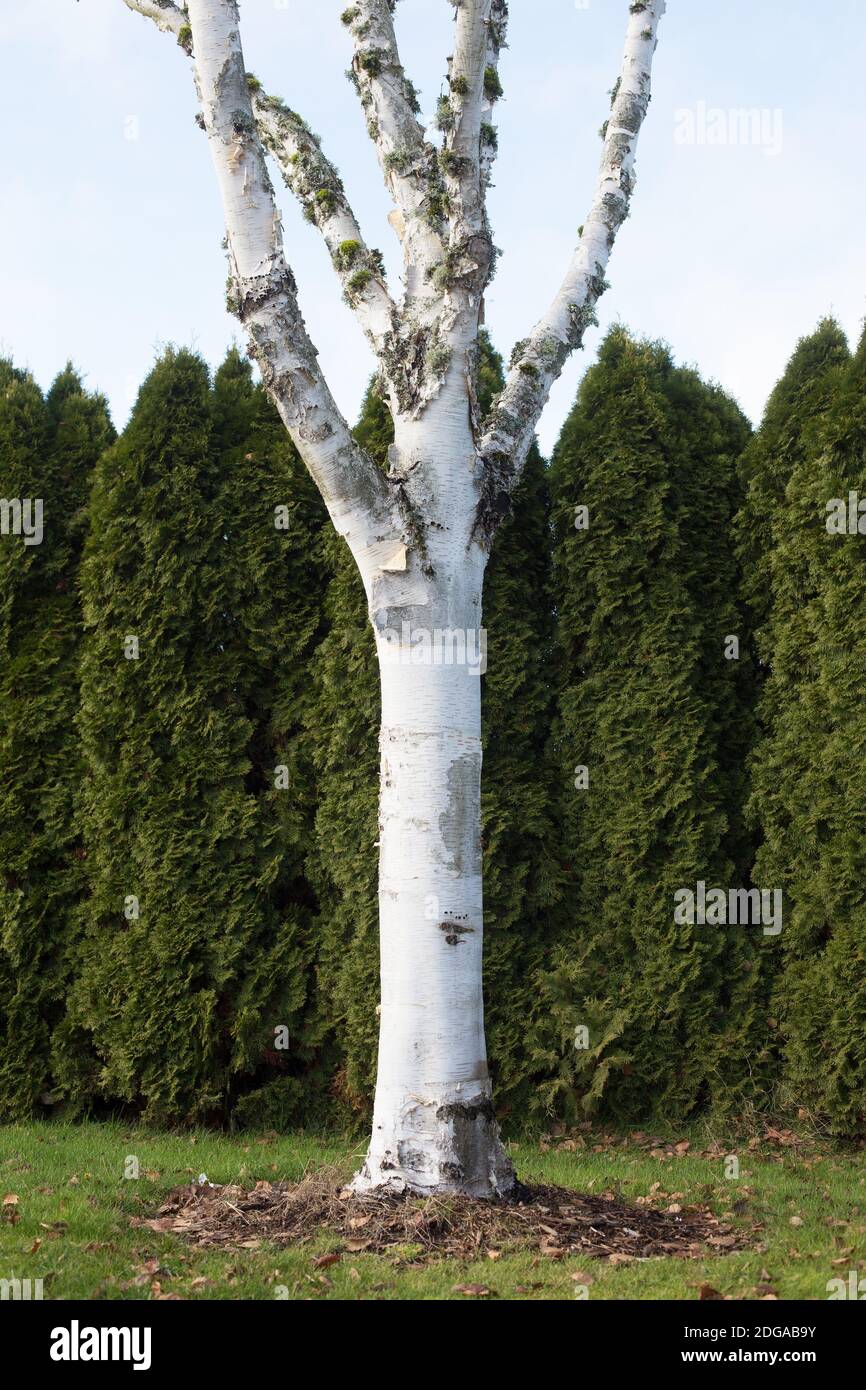 Birch tree at the Oregon Garden in Silverton, Oregon Stock Photo Alamy