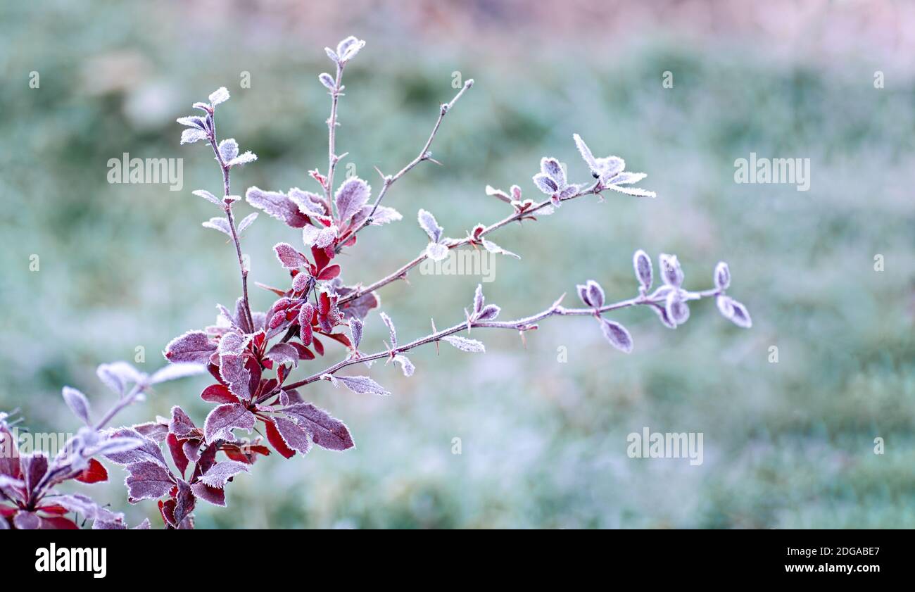 Hoarfrost on red leaves of barberry, Berberis. First frosts. Early winter. Copy space. Stock Photo