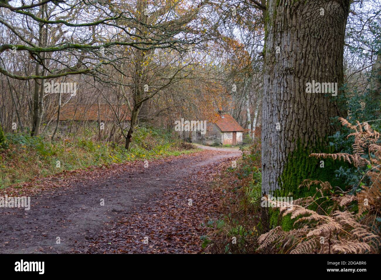 Old farmers cottage in autumn in tree lined lane Stock Photo