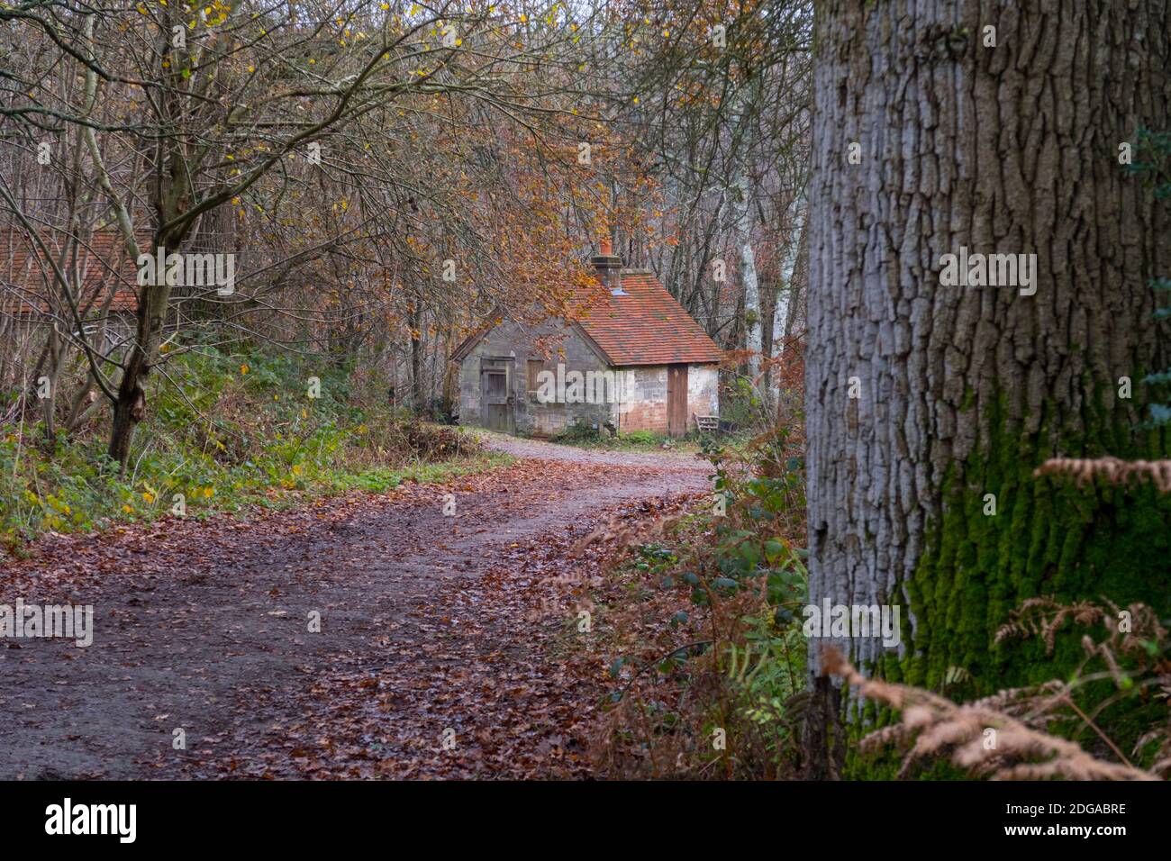 Old farmers cottage in autumn in tree lined lane Stock Photo