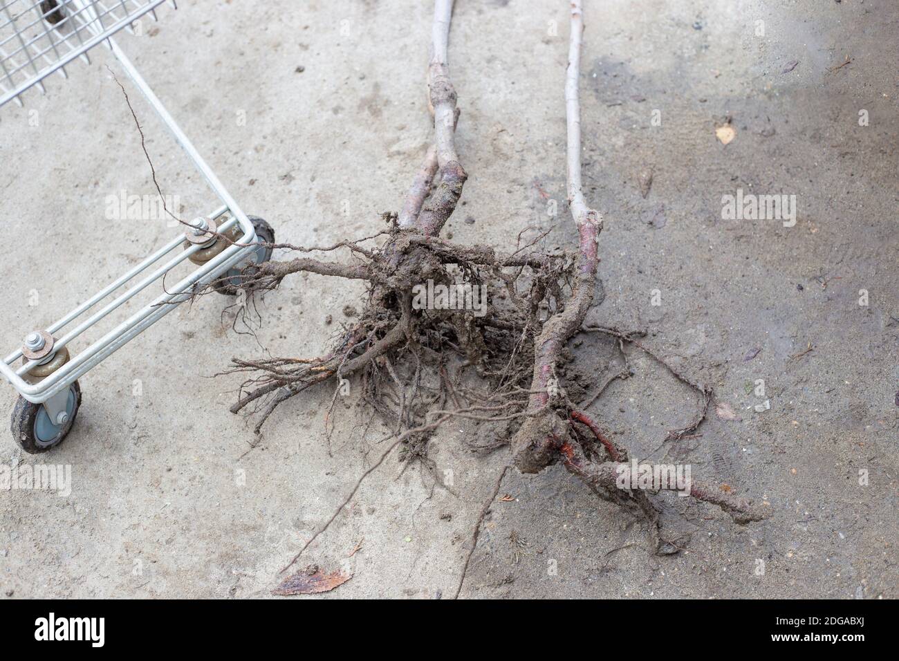 Cherry root system with soil pieces in a garden nursery. Purchase of
