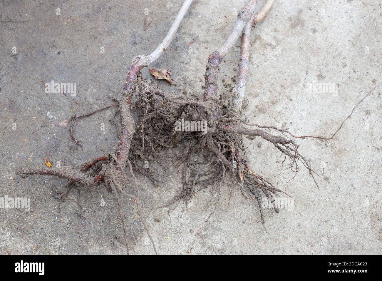 Root system of a fruit plant with pieces of soil in a garden nursery