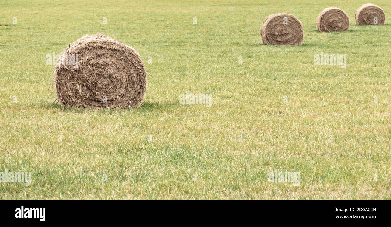 Round bales of hay in a field in Sagaponack, NY Stock Photo