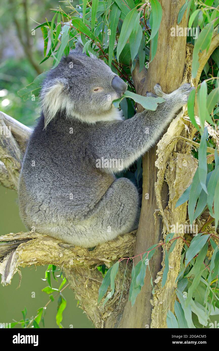 Koala, (Phascolarctus cinereus),  frisst Eukalyptusblätter, Victoria, Australien Stock Photo