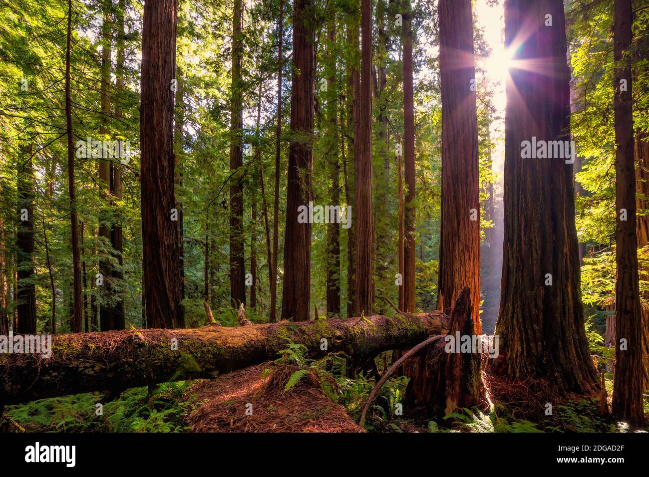 Redwood Forest Landscape In Beautiful Northern California Stock Photo