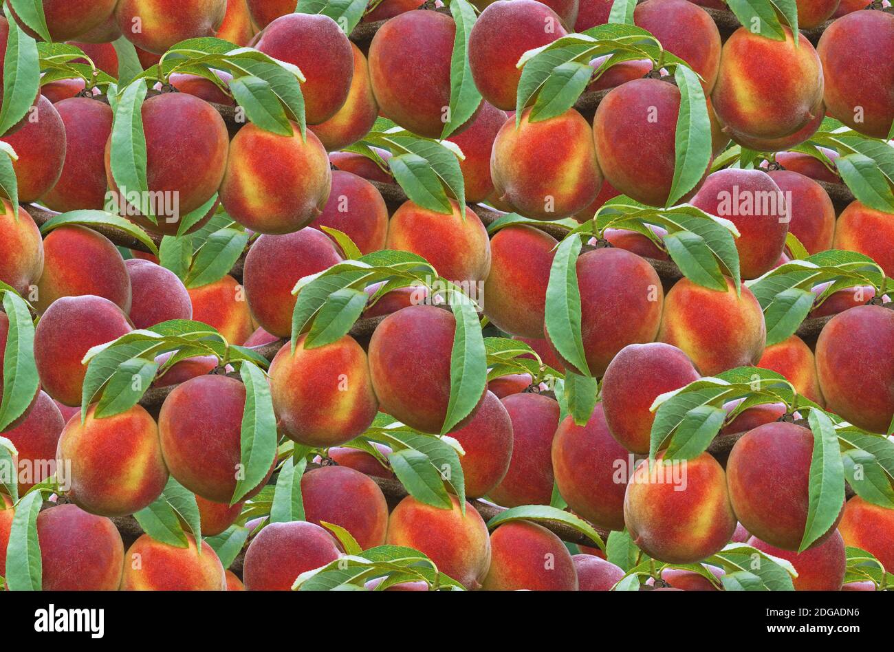 Peach Seamless Pattern Stock Photo