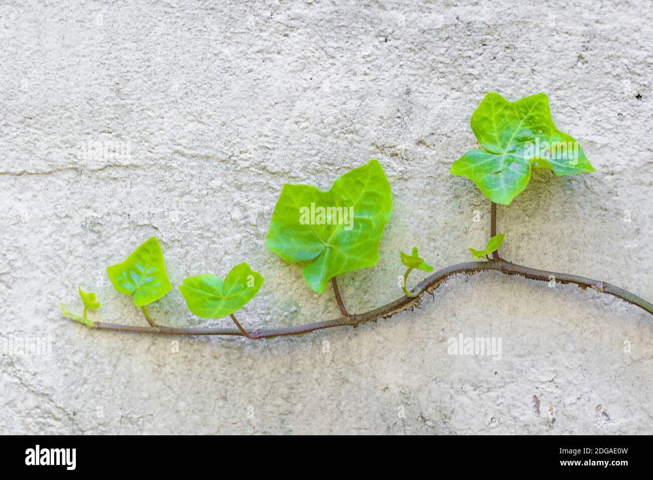 Creeper plant hi-res stock photography and images - Alamy