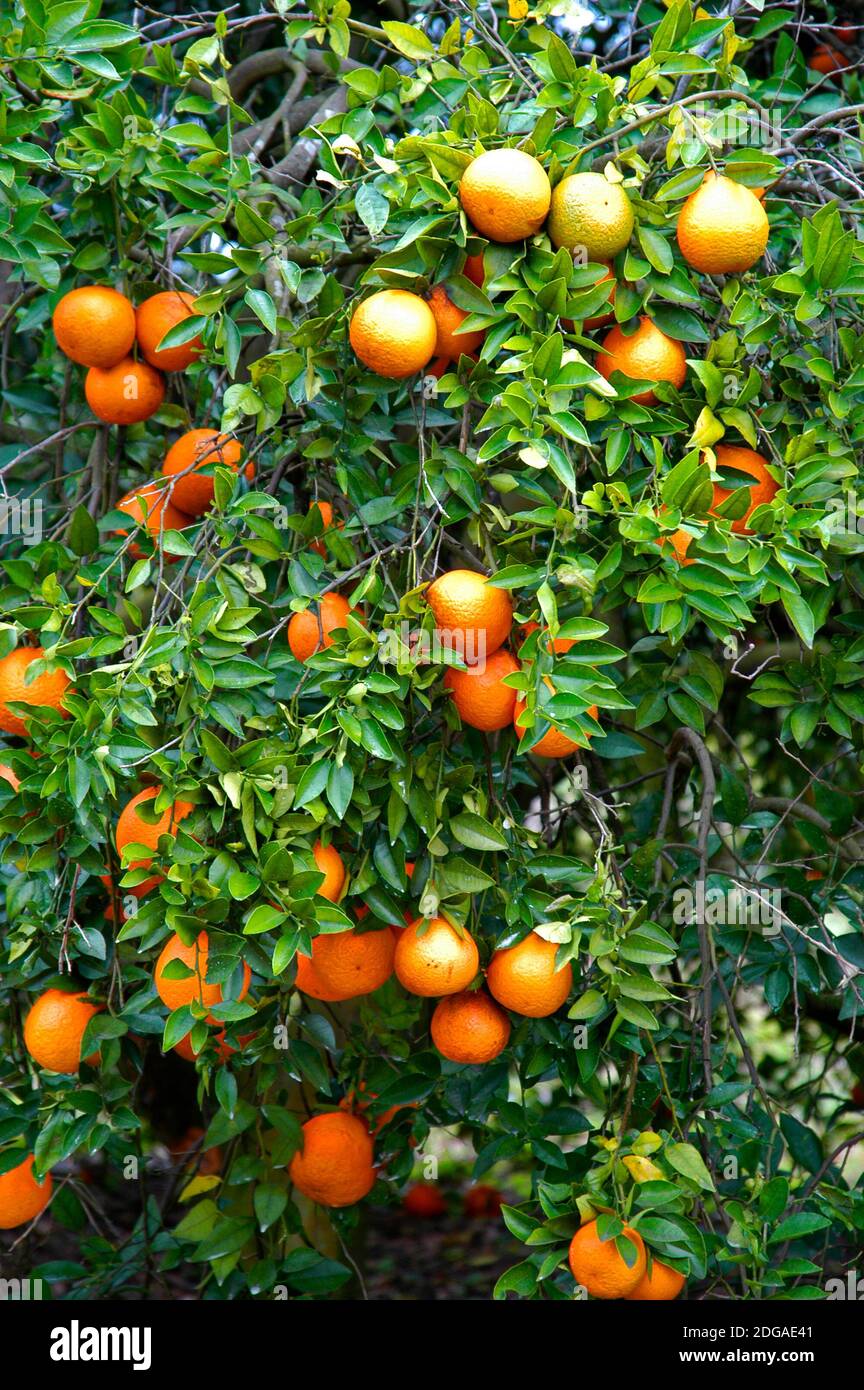 Oranges growing on orange tree orchard in Central Florida Stock Photo