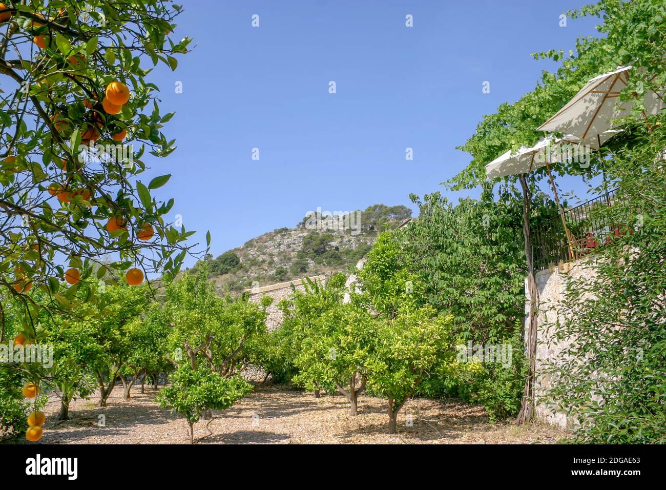 Orange plantation at a Finca Stock Photo