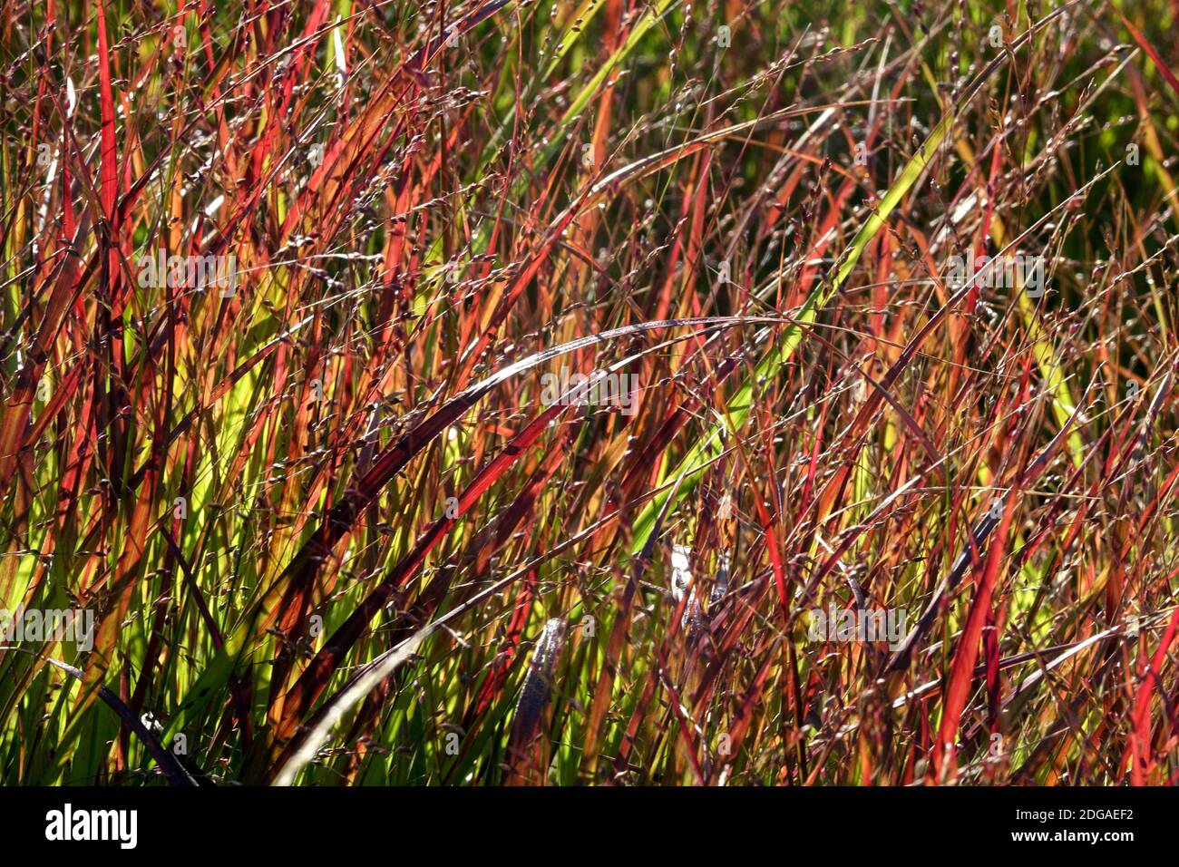 Panicum Shenandoah grass Stock Photo
