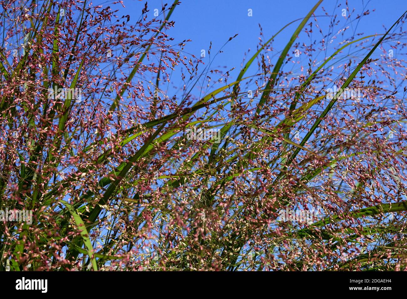 Switch grass Panicum virgatum 'Squaw' Stock Photo