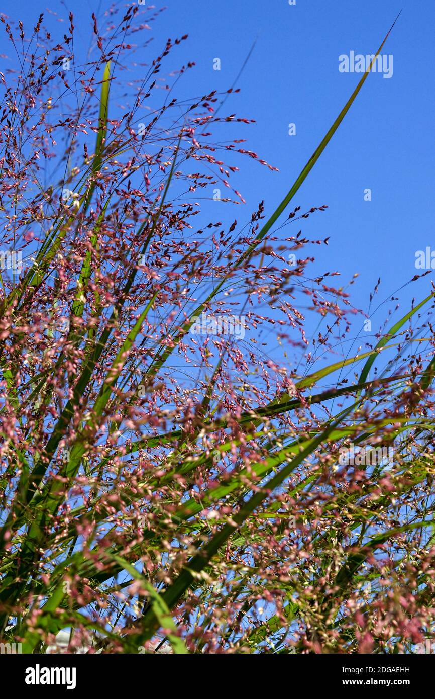 Switch grass Panicum virgatum 'Squaw' Stock Photo