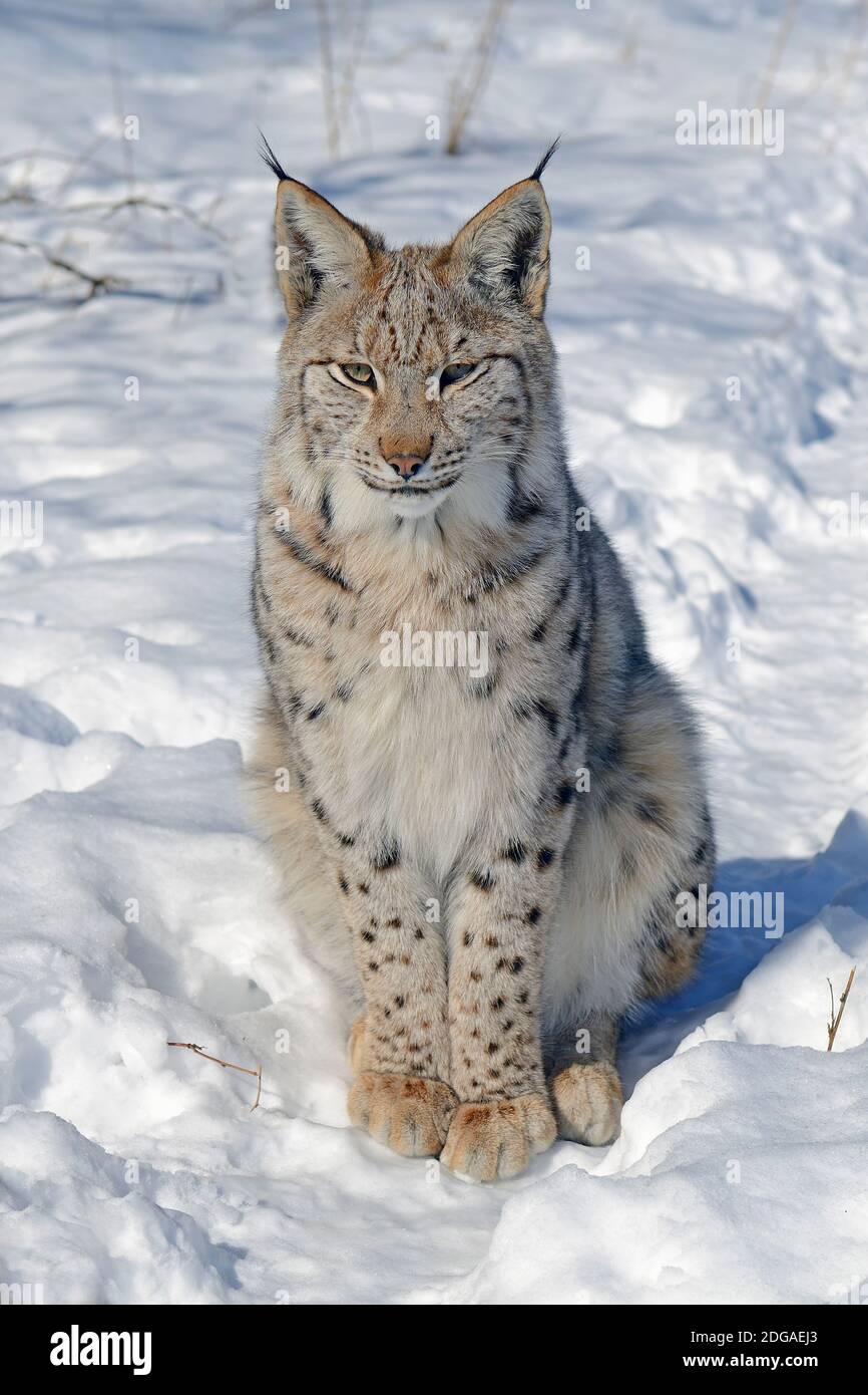 Eurasischer, europäischer Luchs oder Nordluchs (Lynx lynx) im Schnee im Winter, Brandenburg, Deutschland , Europa Stock Photo