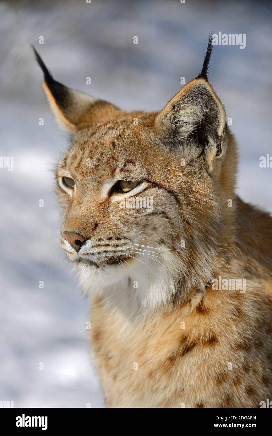 Eurasischer, europäischer Luchs oder Nordluchs (Lynx lynx) im Schnee im Winter, Brandenburg, Deutschland , Europa, Porträt, Stock Photo