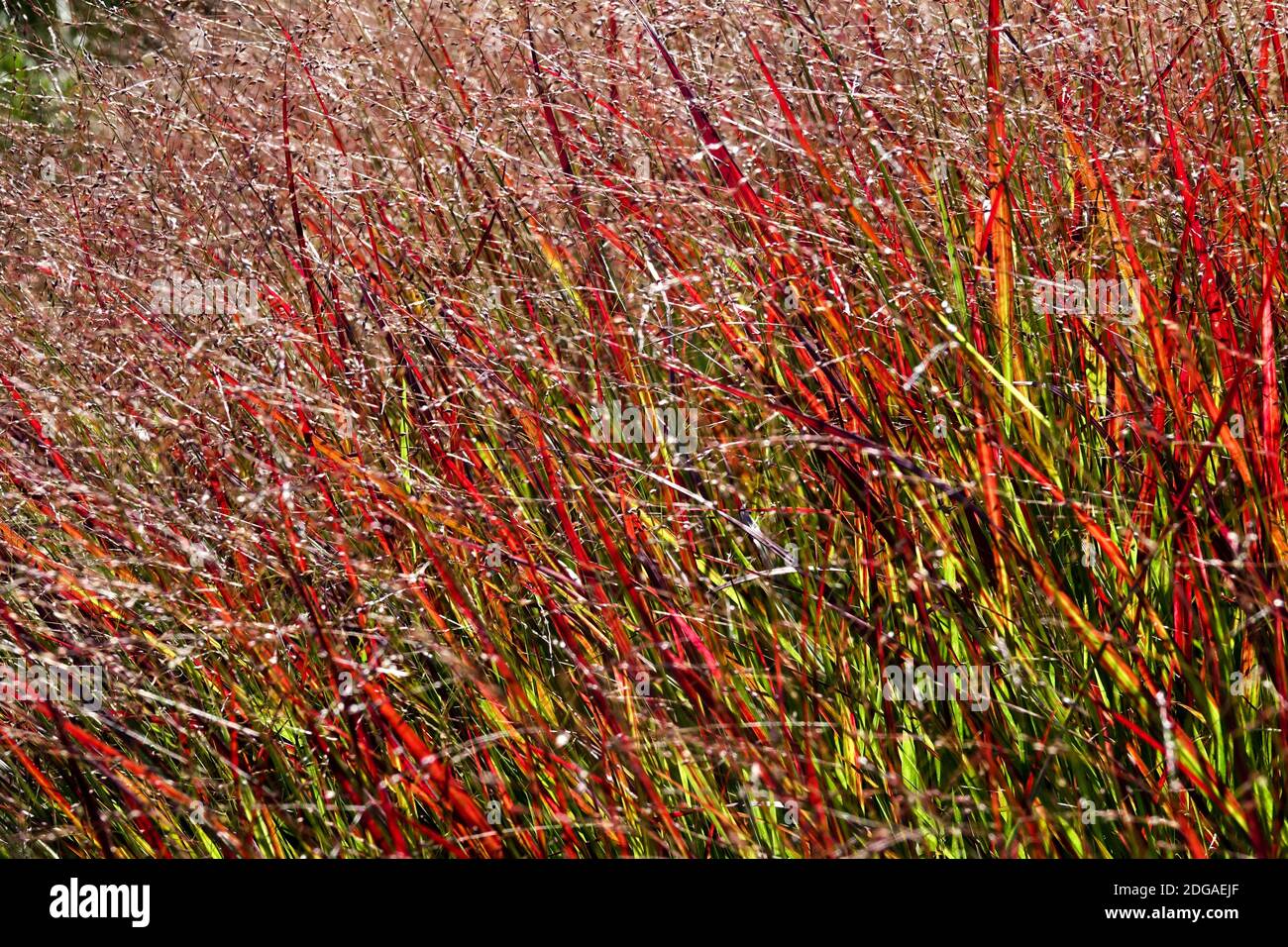 Panicum virgatum 'Shenandoah' Panicum Red Plant Perennial  Panicum 'Shenandoah' Stock Photo