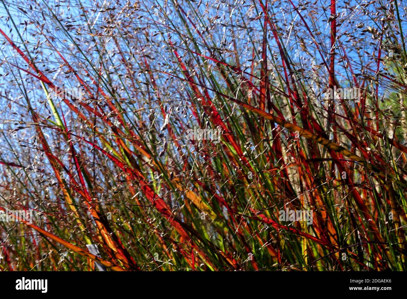 Switch Grass Panicum Shenandoah Switchgrass, Modern garden grasses, Panicum virgatum Shenandoah Stock Photo