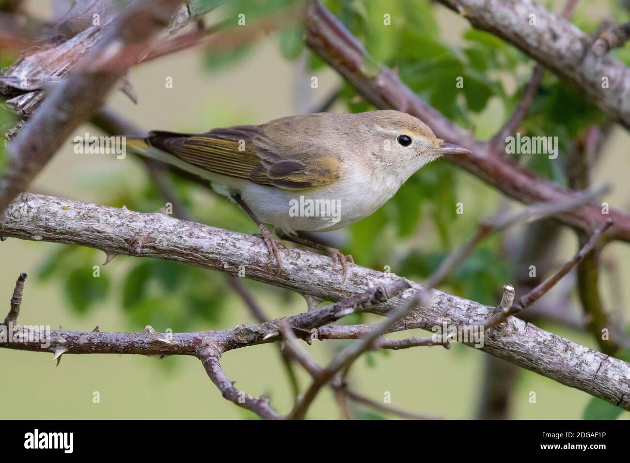 Western Bonelli's Warbler (Phylloscopus bonelli), side view pf an adult perched in a bush, Abruzzo, Italy Stock Photo