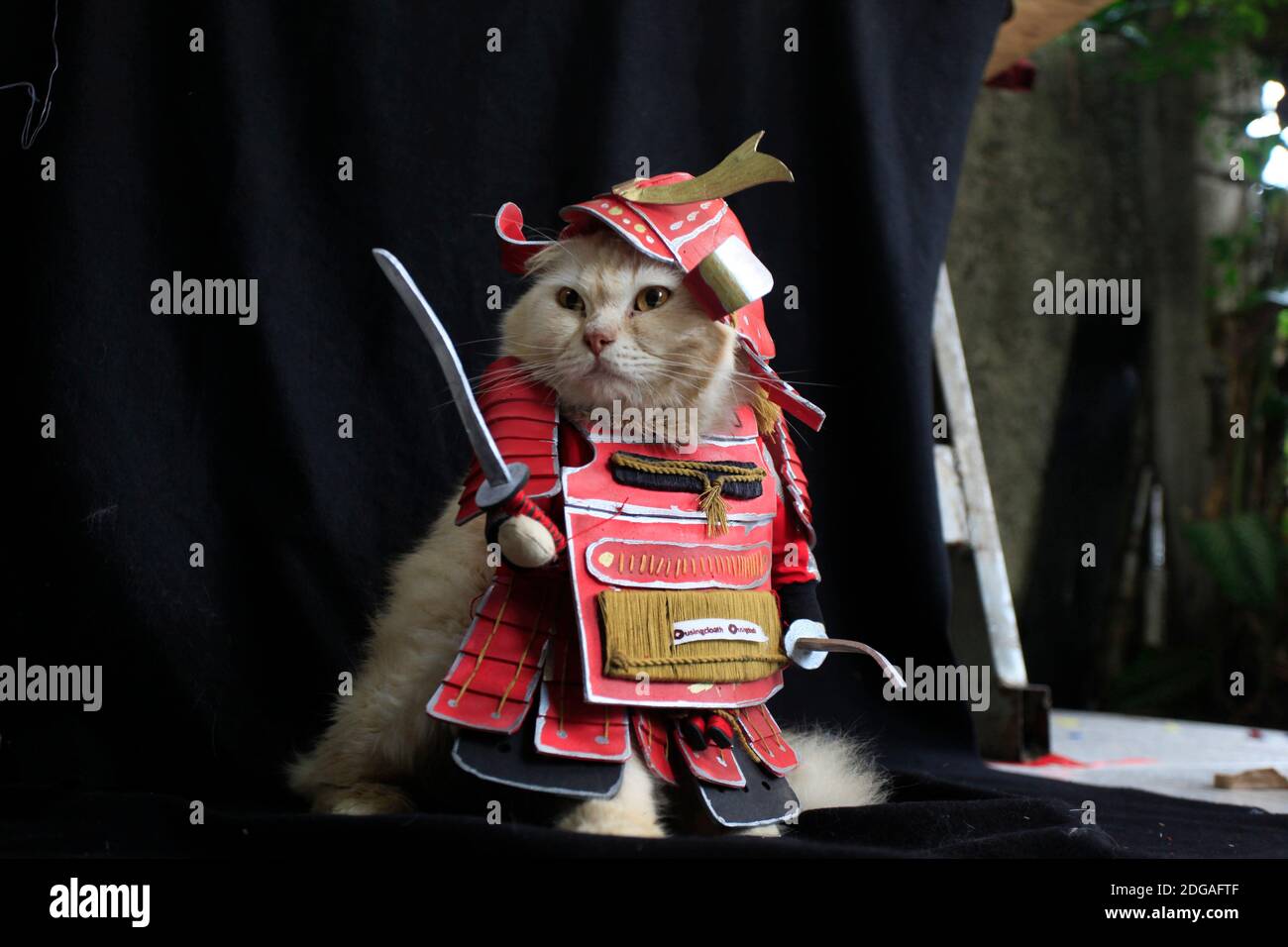 Bogor, Indonesia. 06th Dec, 2020. A cat wearing a traditional samurai  costume made by cat tailor Fredi Lugina (39) at a workshop in Bogor, West  Java, Indonesia, December 6, 2020. (Adriana/INA Photo