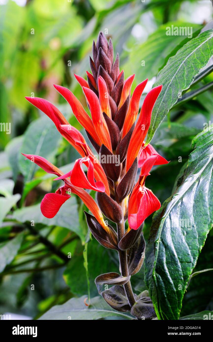 Riesenblütiges Glanzkölbchen ( Aphelandra gigantoflora) Vorkommen Mittelamerika Stock Photo