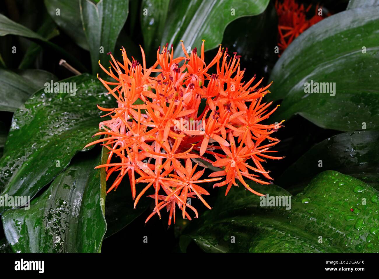 Roter Scadoxus (Scadoxus cinnabarinus) Vorkommen Afrika Stock Photo