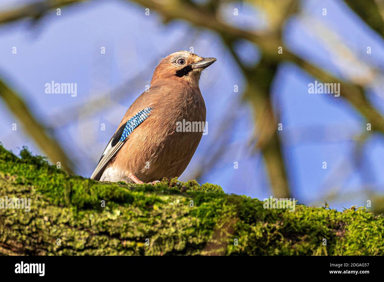 A Jay sitting on a tree branch. A colorful and noisy, passerine birds in the crow family, Corvidae Stock Photo