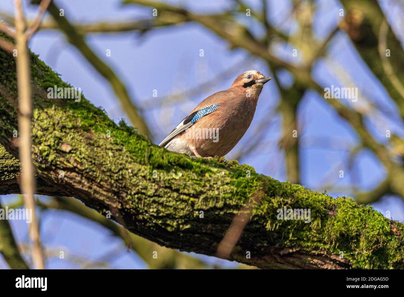 A Jay sitting on a tree branch. A colorful and noisy, passerine birds in the crow family, Corvidae Stock Photo